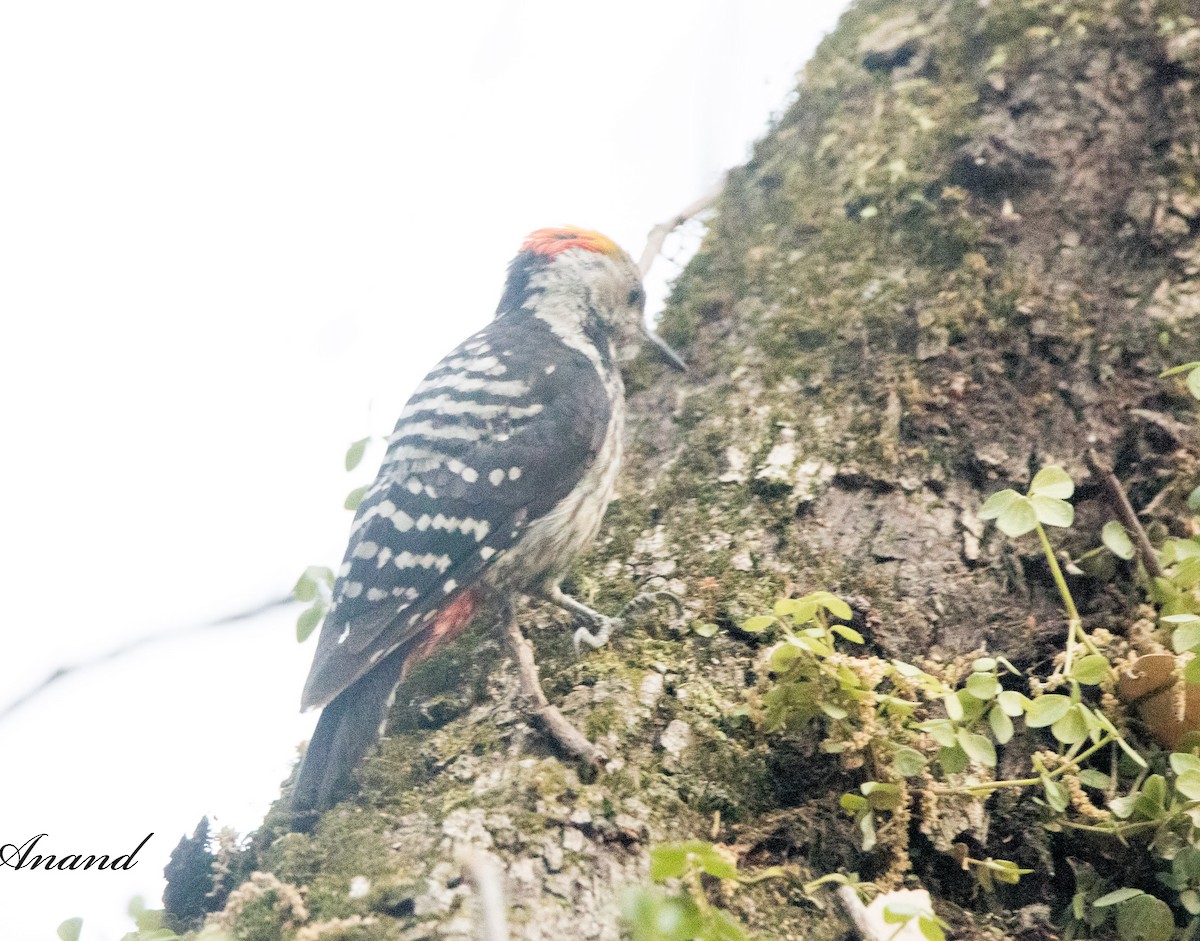 Brown-fronted Woodpecker - Anand Singh