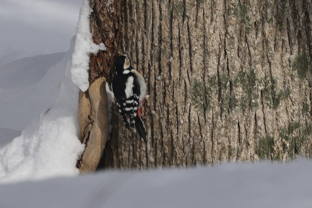 Great Spotted Woodpecker (japonicus) - ML618311306