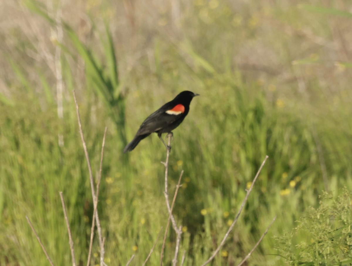 Red-winged Blackbird - ML618311323