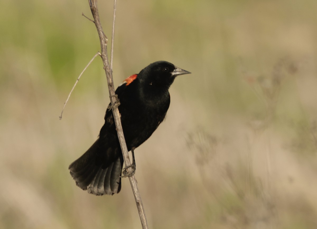 Red-winged Blackbird - ML618311327