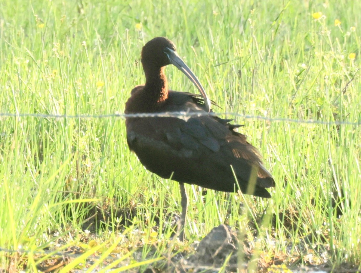 ibis hnědý - ML618311331