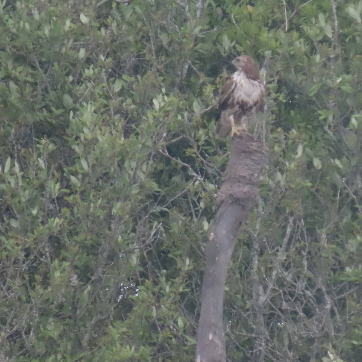 Red-tailed Hawk - ML618311353