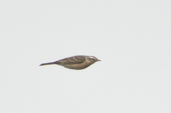 Water Pipit - ML618311363