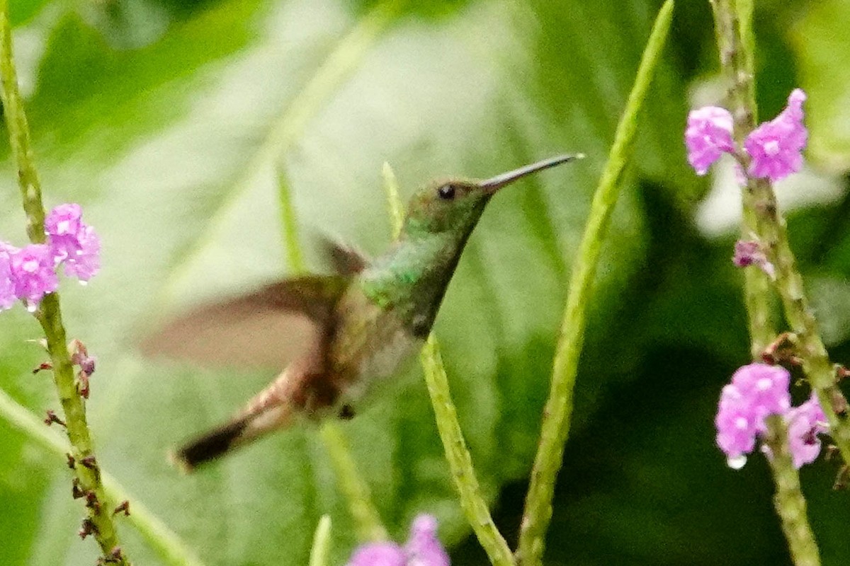 Snowy-bellied Hummingbird - ML618311371