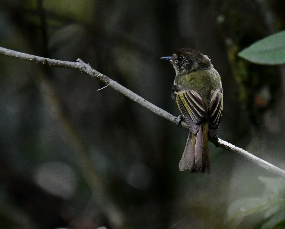 Sepia-capped Flycatcher - ML618311411