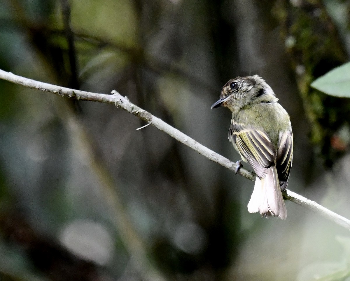 Sepia-capped Flycatcher - ML618311412