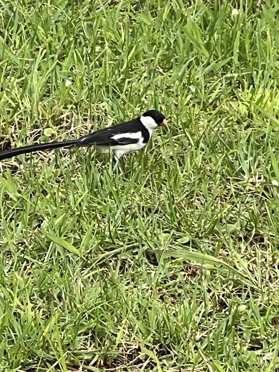 Pin-tailed Whydah - ML618311418