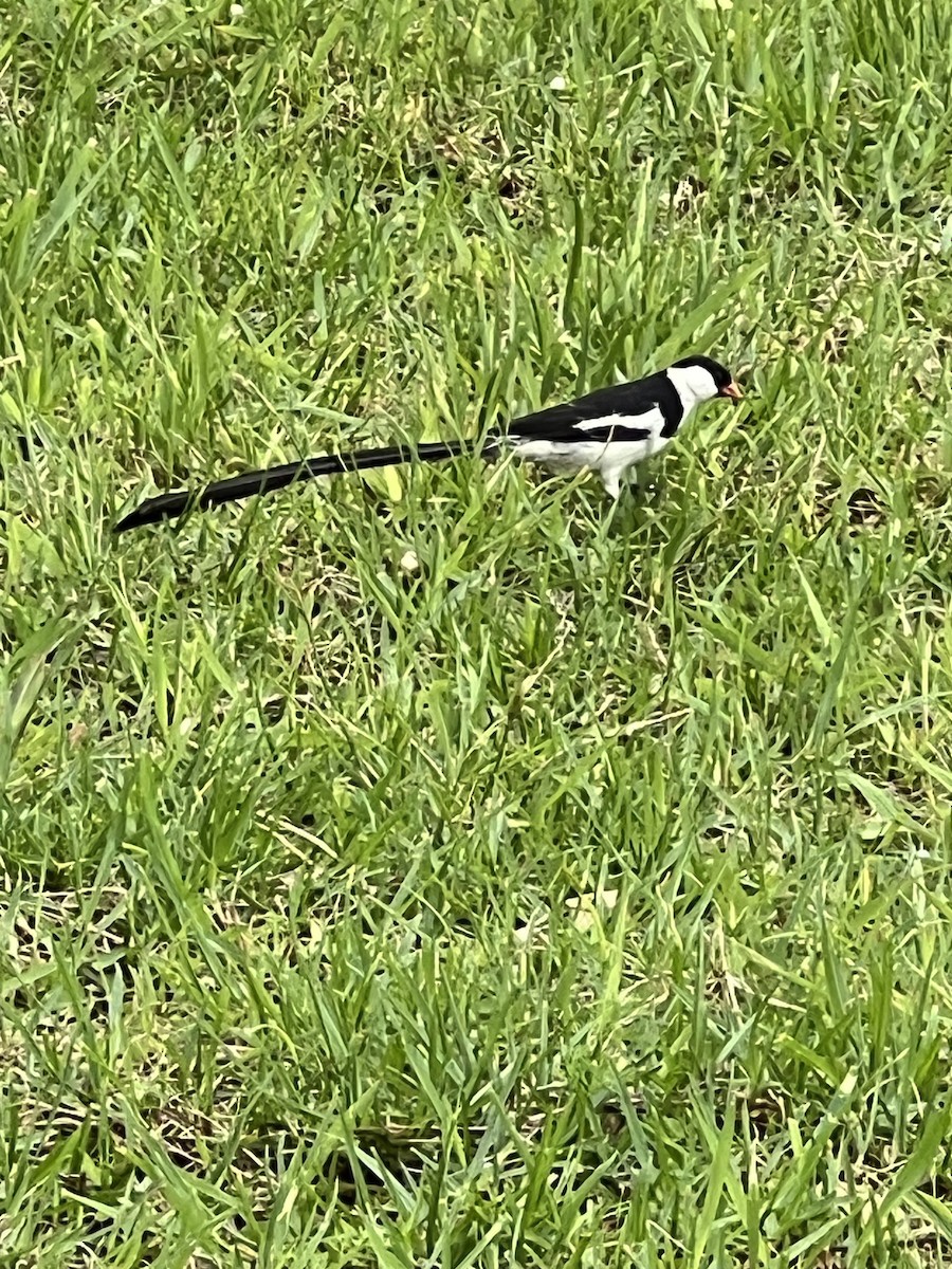 Pin-tailed Whydah - ML618311419