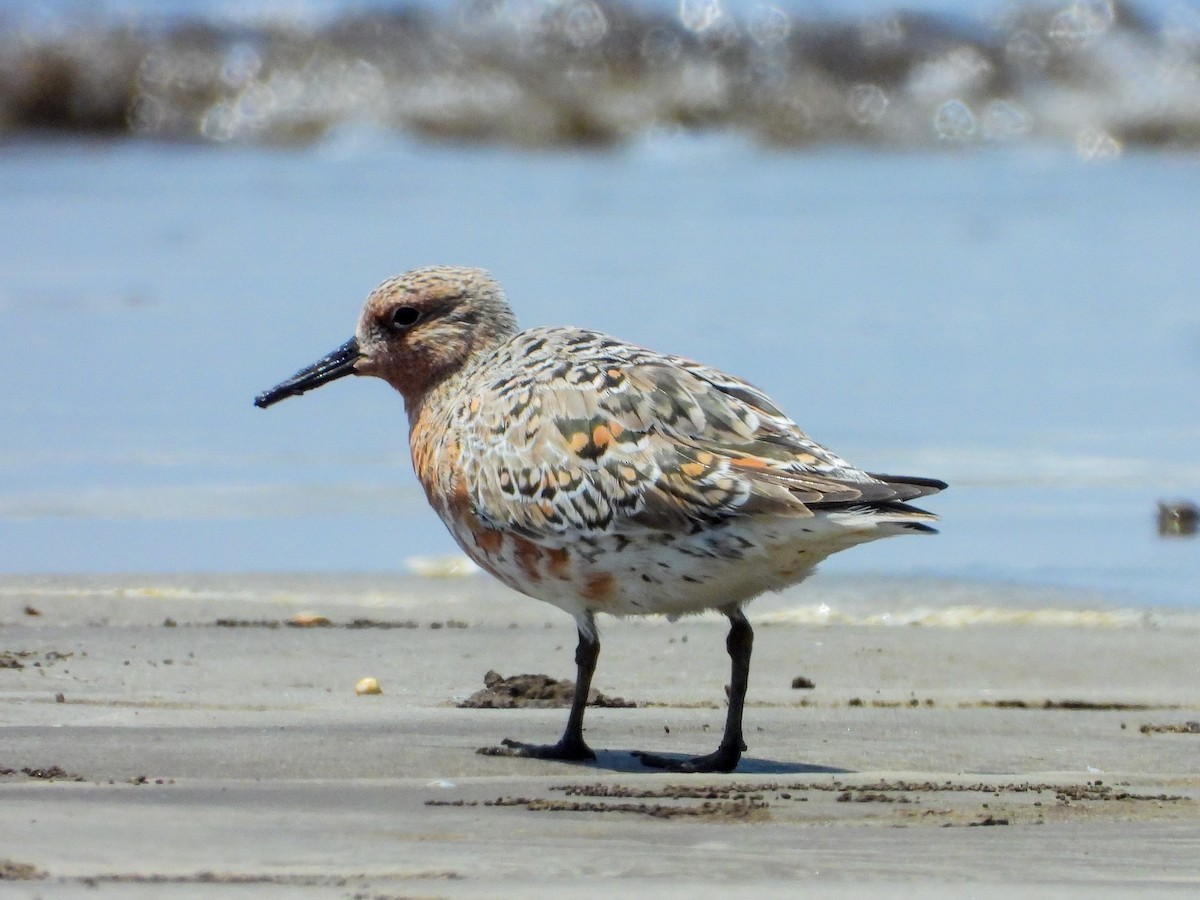 Red Knot - ML618311427