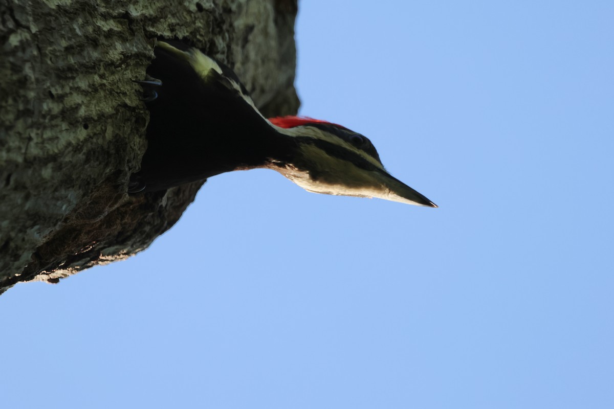 Pileated Woodpecker - Krishen Greenwell