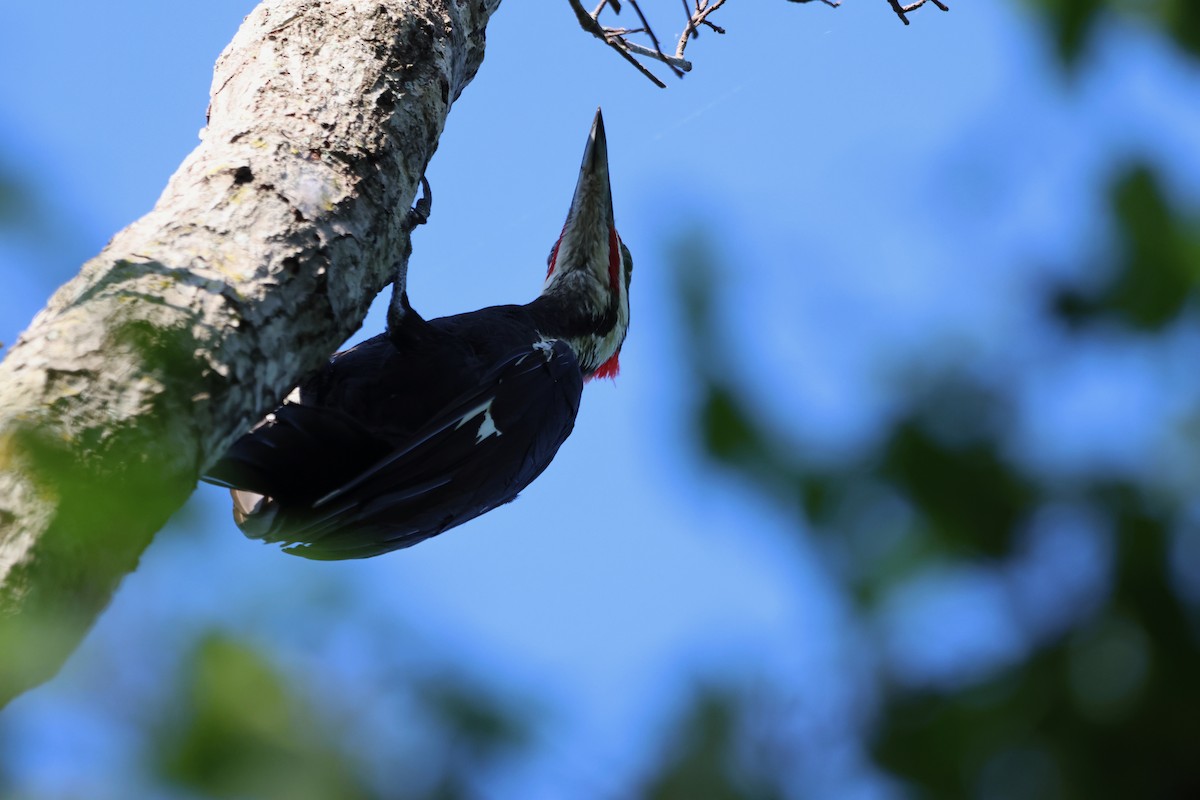 Pileated Woodpecker - ML618311431