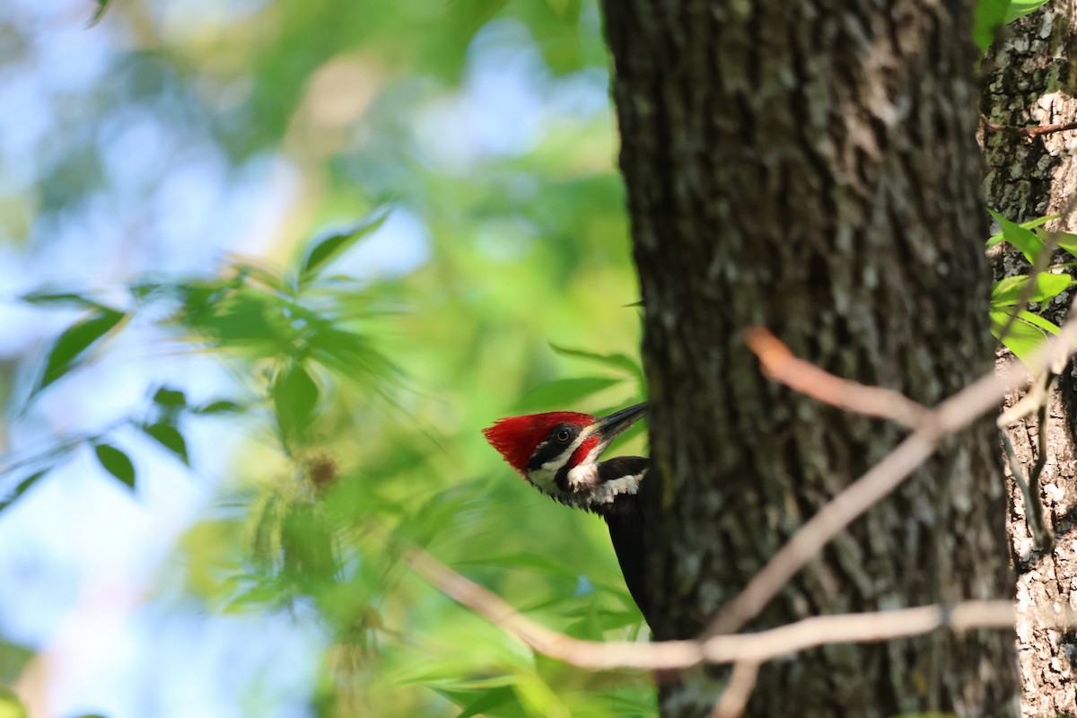 Pileated Woodpecker - ML618311432
