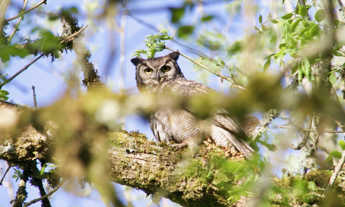 Great Horned Owl - Loyan Beausoleil