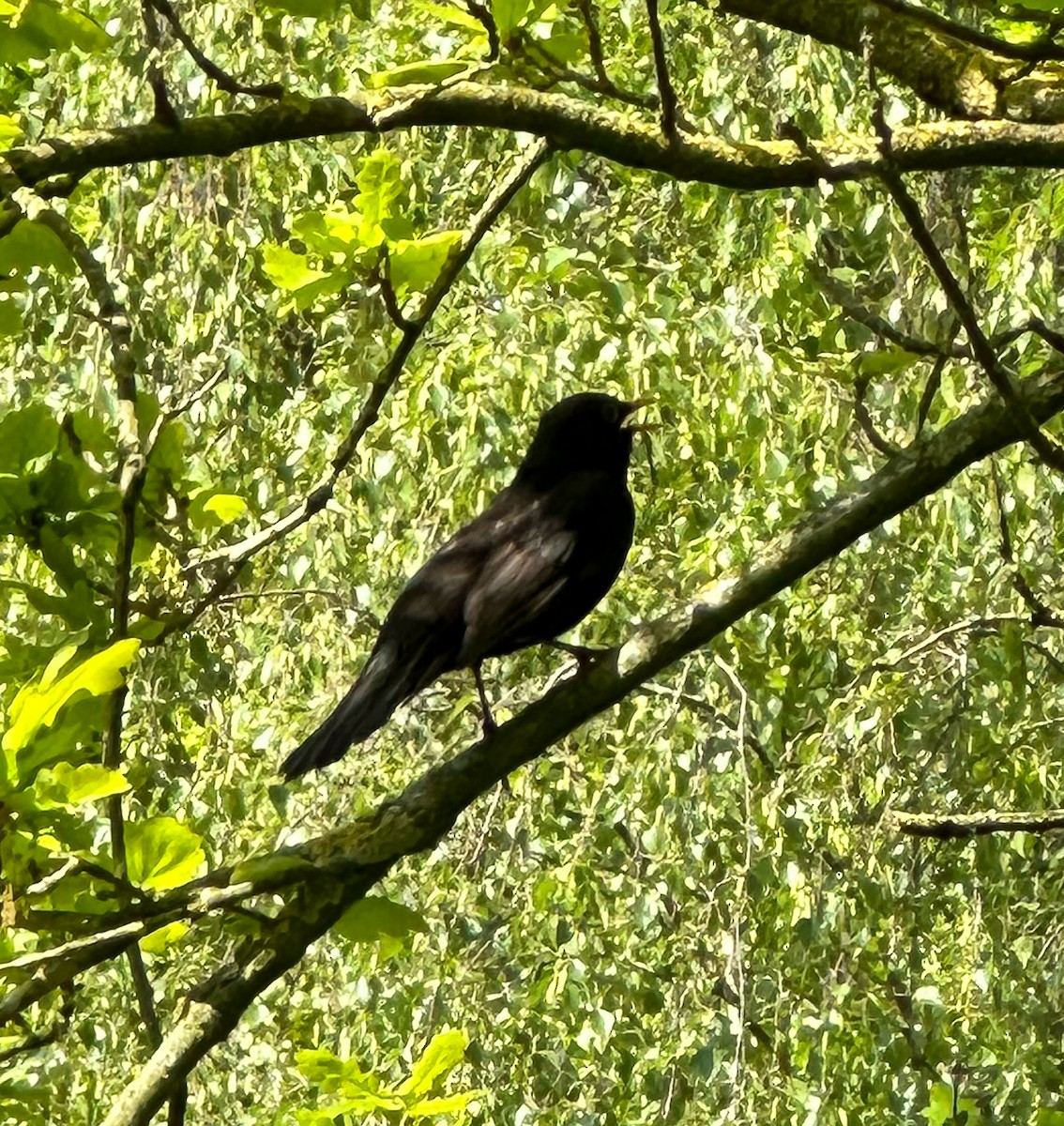 Eurasian Blackbird - ML618311434