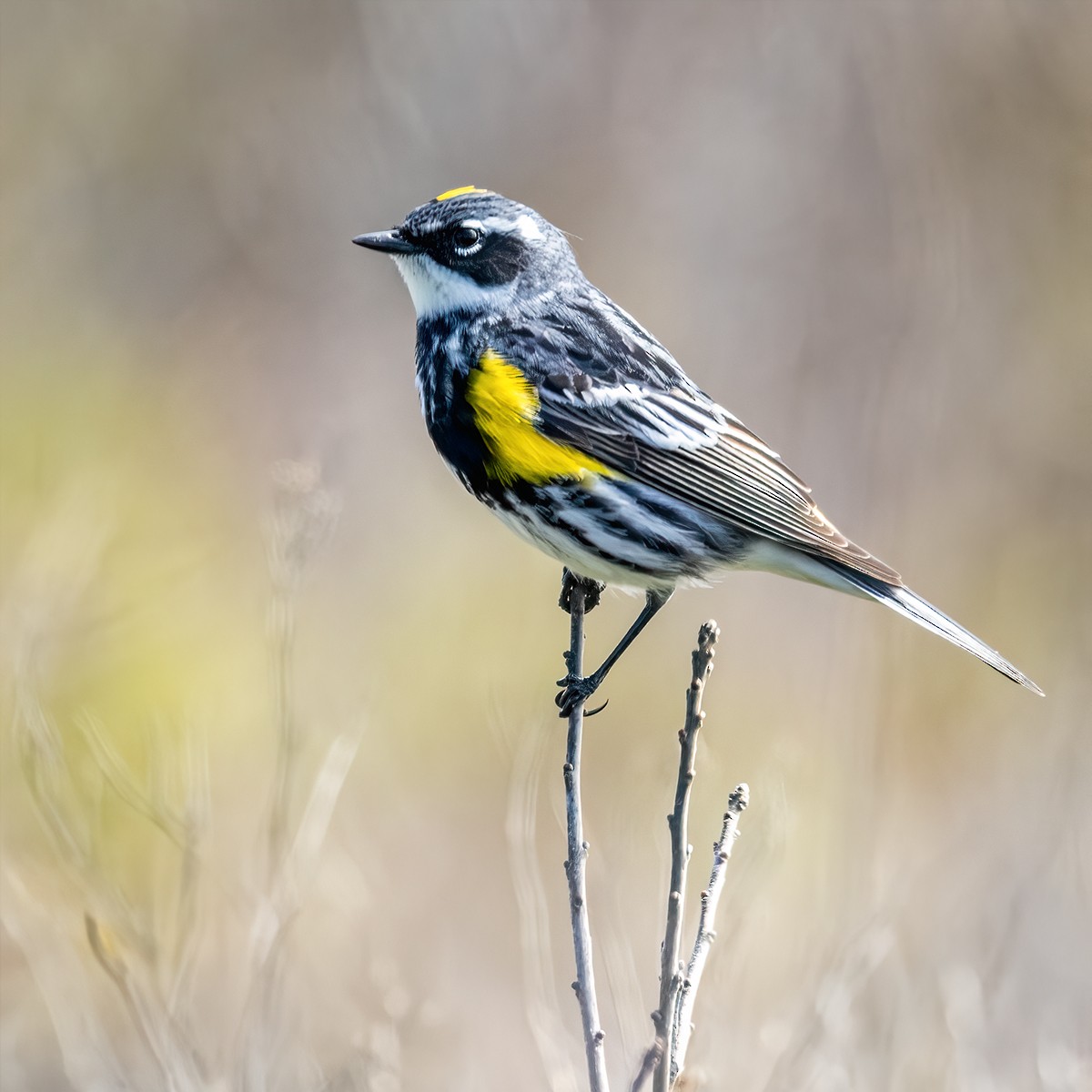 Yellow-rumped Warbler - Tom Griswold