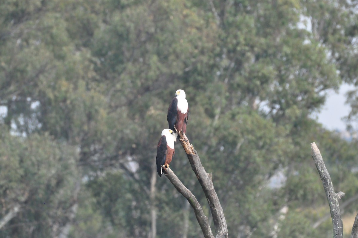 African Fish-Eagle - ML618311440