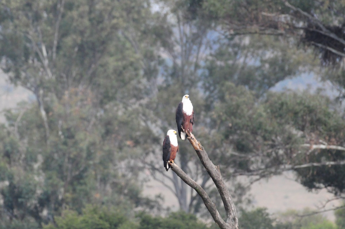 African Fish-Eagle - ML618311441