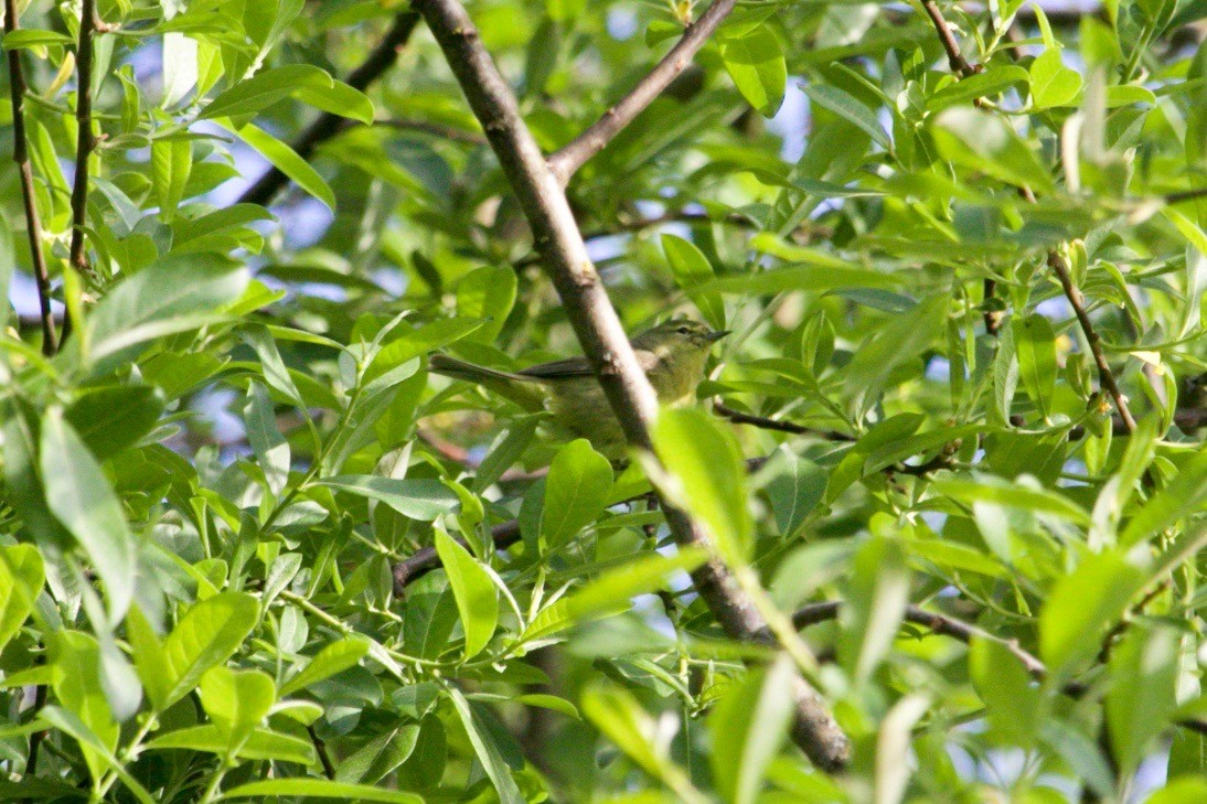Orange-crowned Warbler - ML618311455