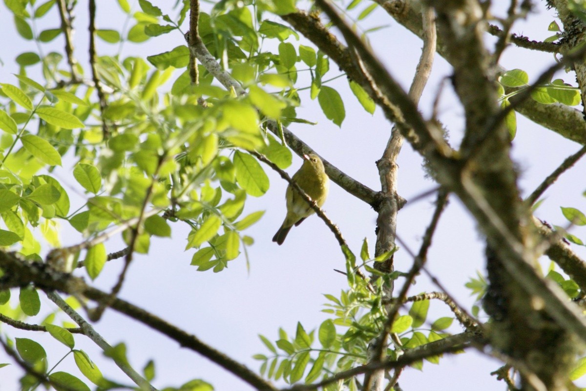 Orange-crowned Warbler - ML618311456