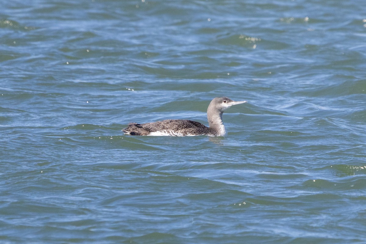 Red-throated Loon - Mamadou D