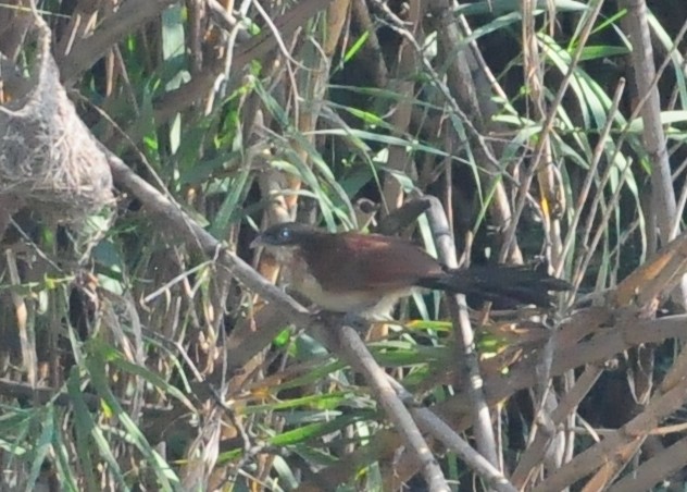 White-browed Coucal (Burchell's) - ML618311478