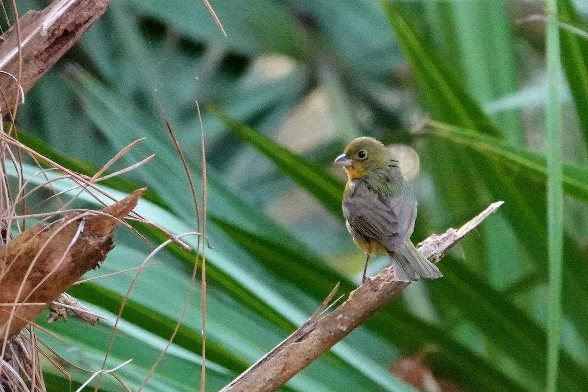 Painted Bunting - ML618311501