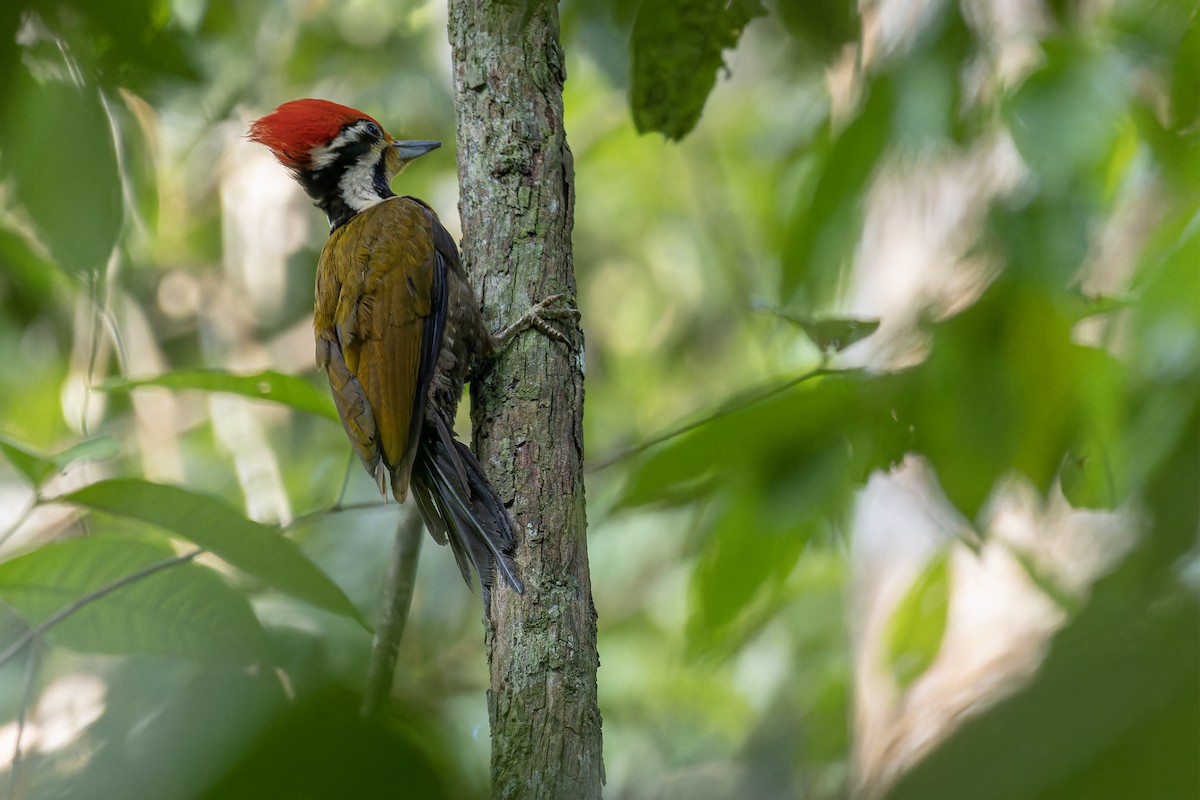 Olive-backed Woodpecker - ML618311515