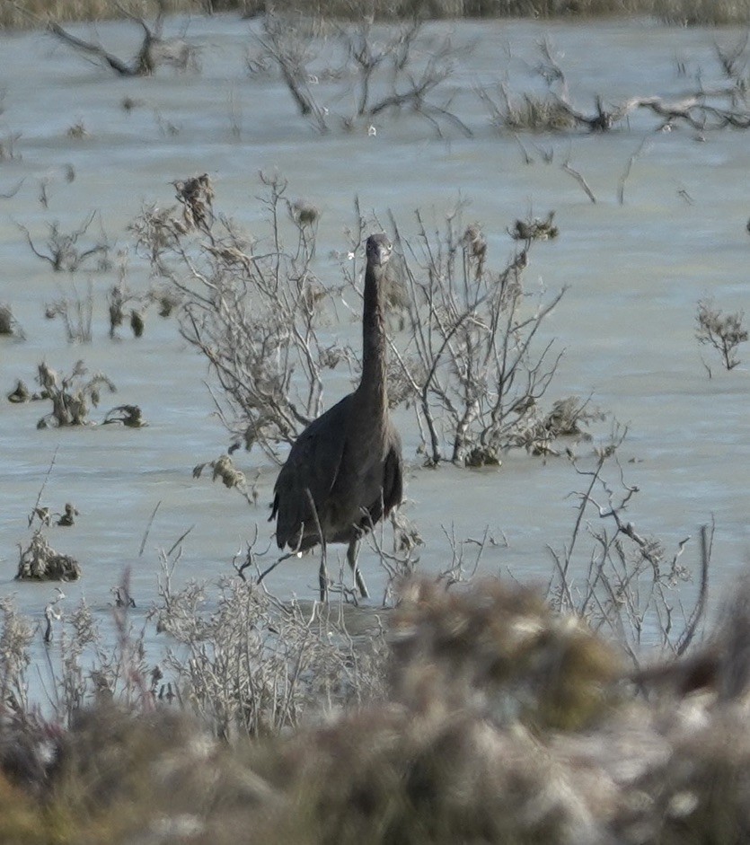 Pacific Reef-Heron - Snotty Foster
