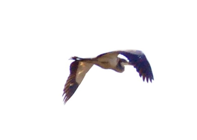 Black-headed Heron - ML618311530