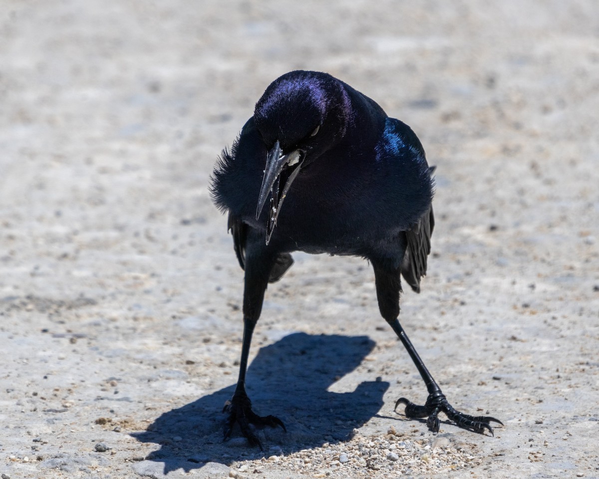 Boat-tailed Grackle - ML618311538