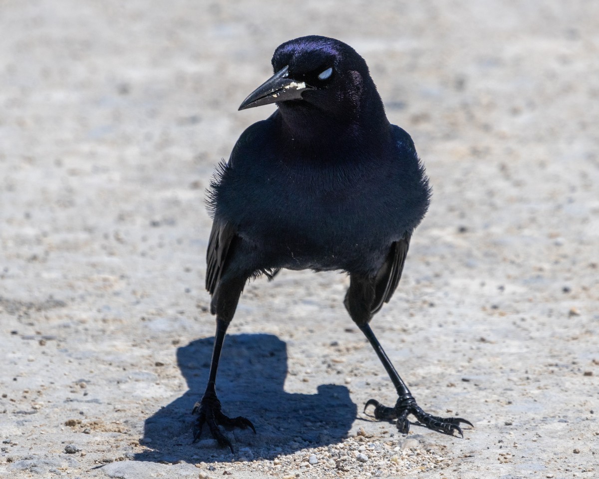 Boat-tailed Grackle - ML618311539