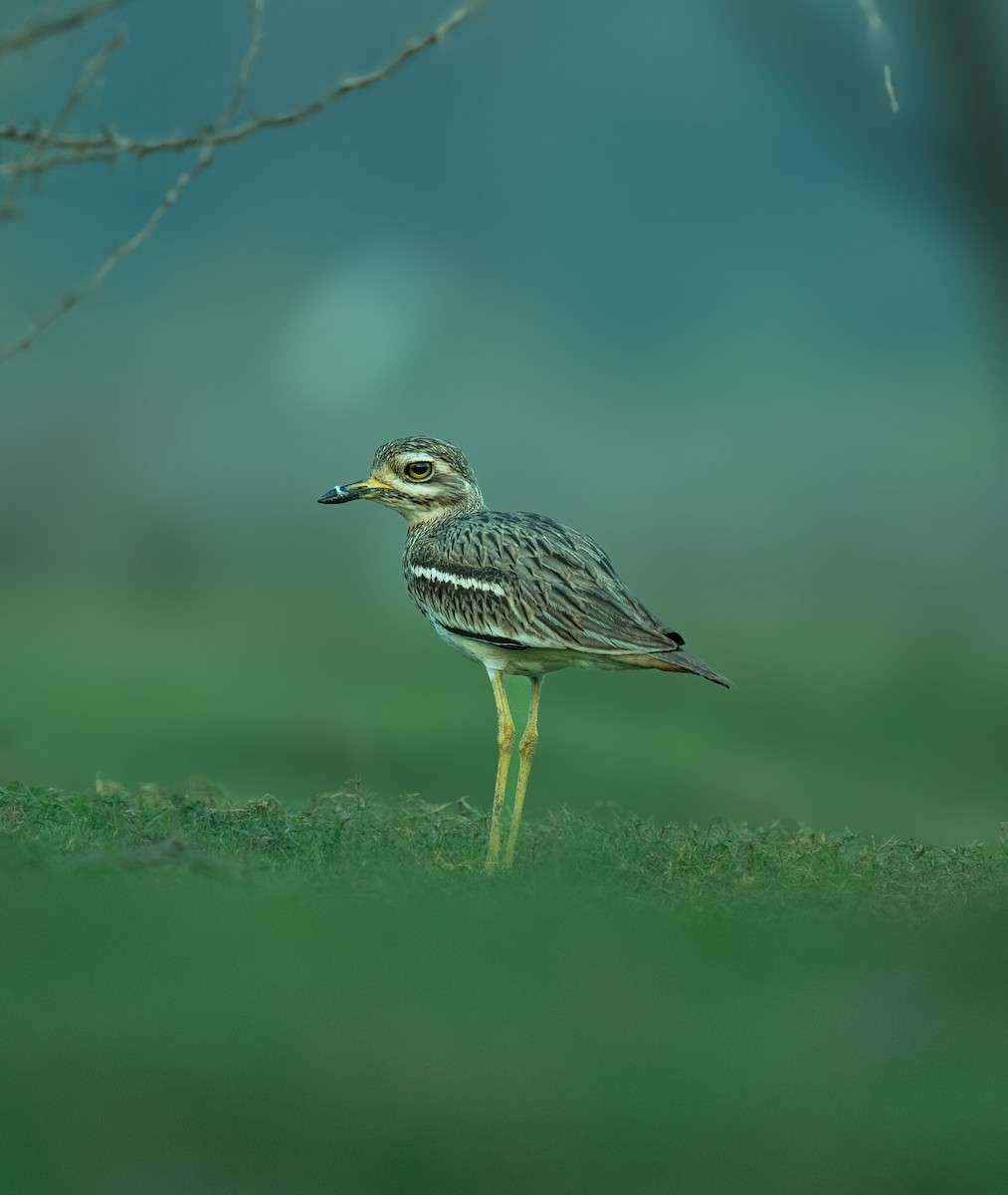 Indian Thick-knee - ML618311600