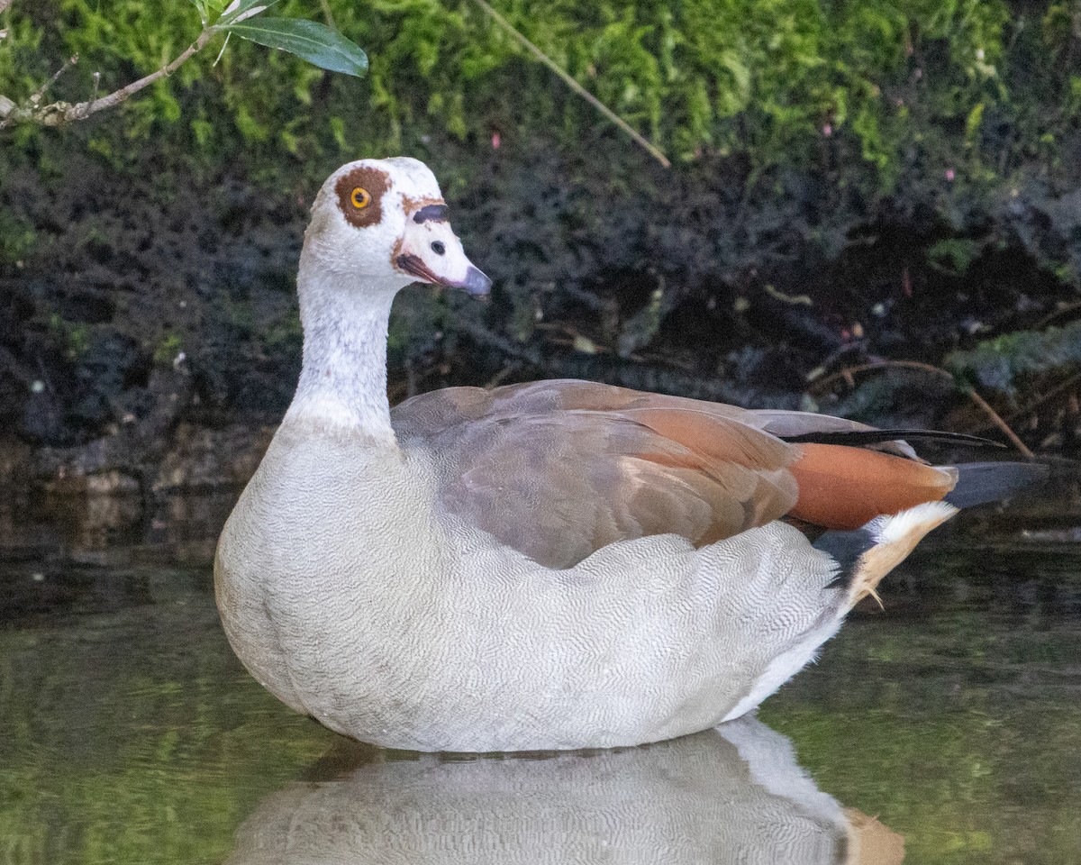 Egyptian Goose - Mamadou D