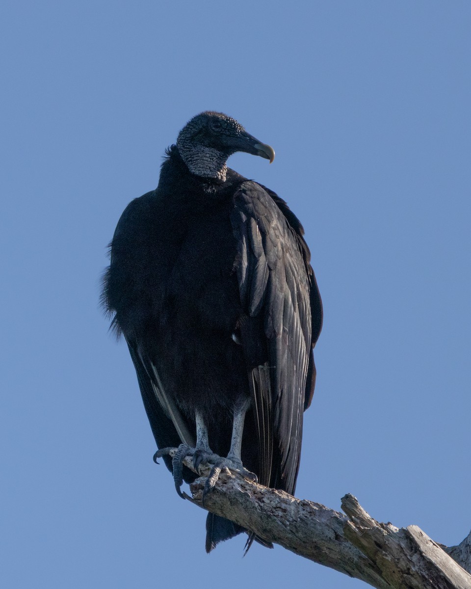 Black Vulture - ML618311611