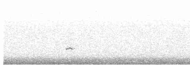 小水鴨(crecca) - ML618311630