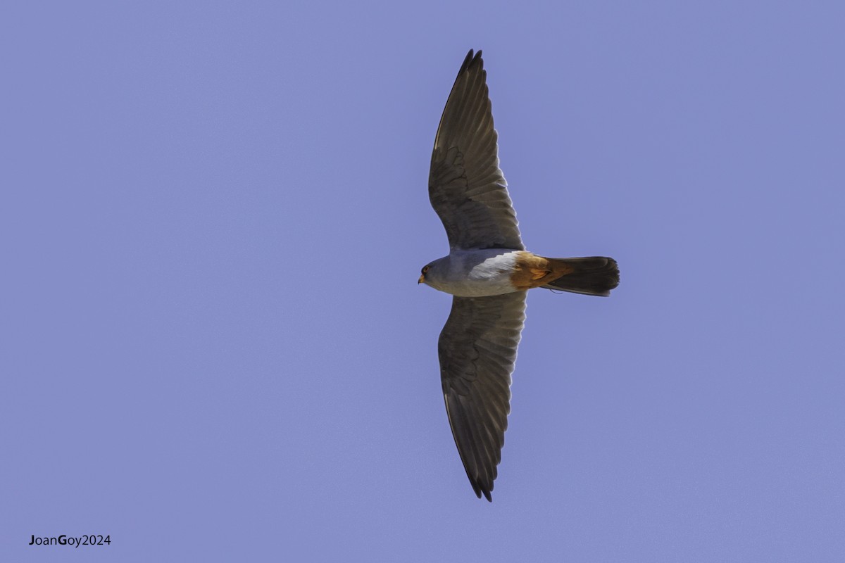 Red-footed Falcon - ML618311648