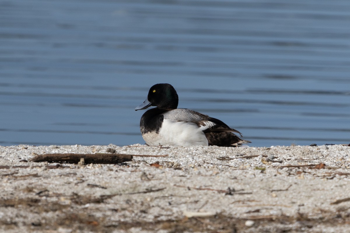 Greater Scaup - ML618311670