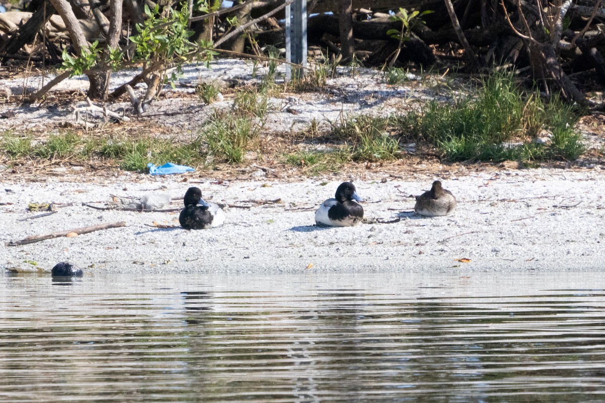 Greater Scaup - ML618311677
