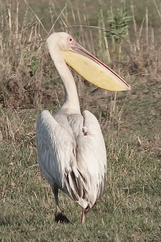 pelikán bílý - ML618311685
