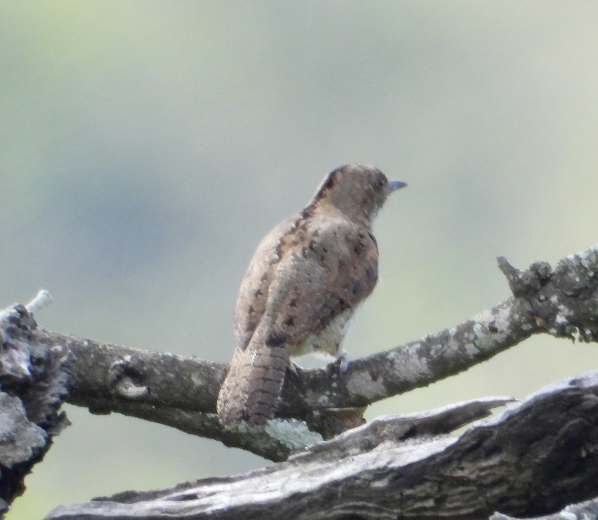 Rufous-necked Wryneck - Gary Brent