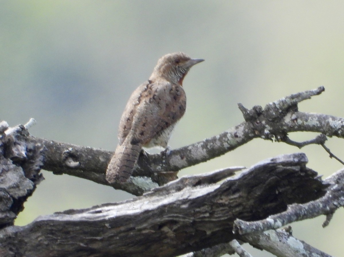 Rufous-necked Wryneck - Gary Brent