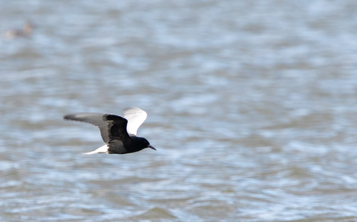 White-winged Tern - ML618311715