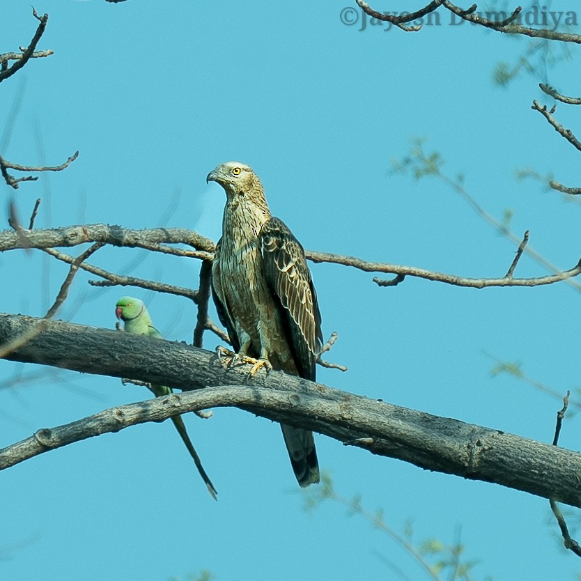 Oriental Honey-buzzard - Jayesh Dumadiya