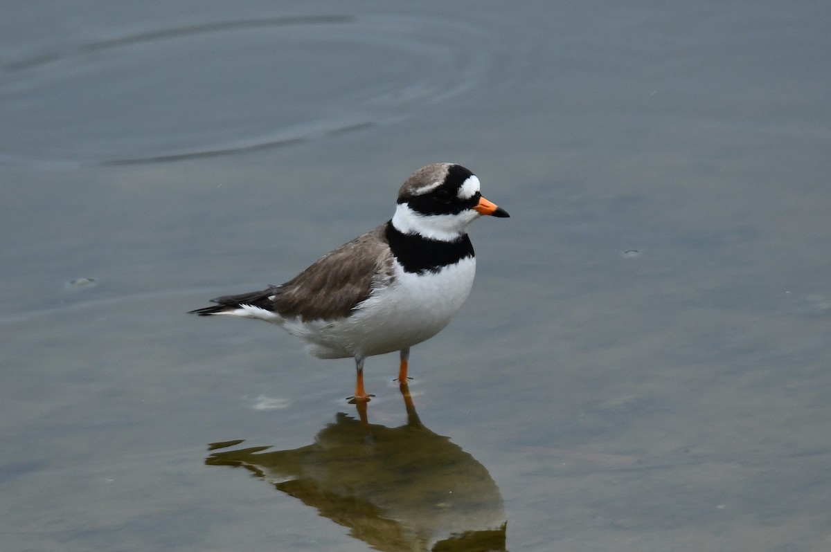 Common Ringed Plover - ML618311765