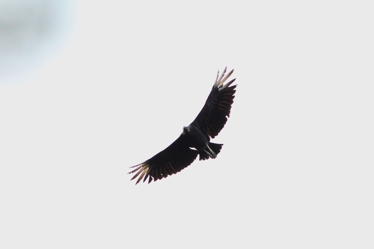 Black Vulture - ML618311788