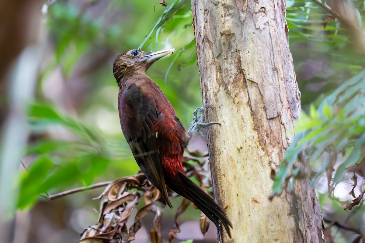 Okinawa Woodpecker - ML618311825