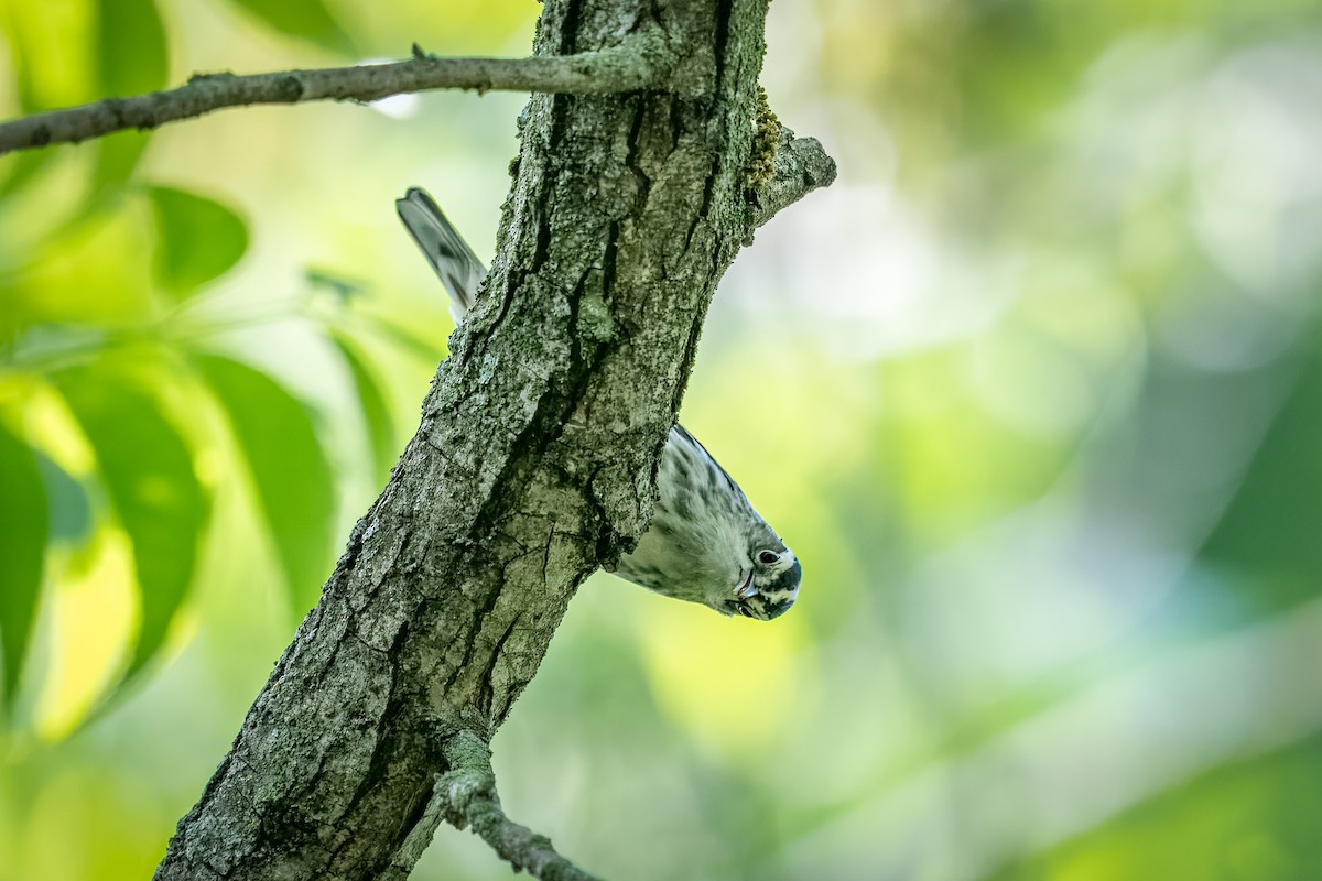 Black-and-white Warbler - ML618311840