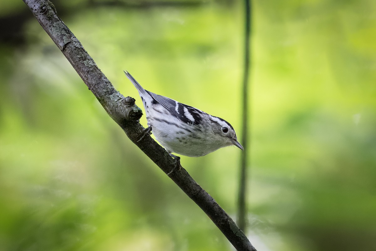 Black-and-white Warbler - ML618311841