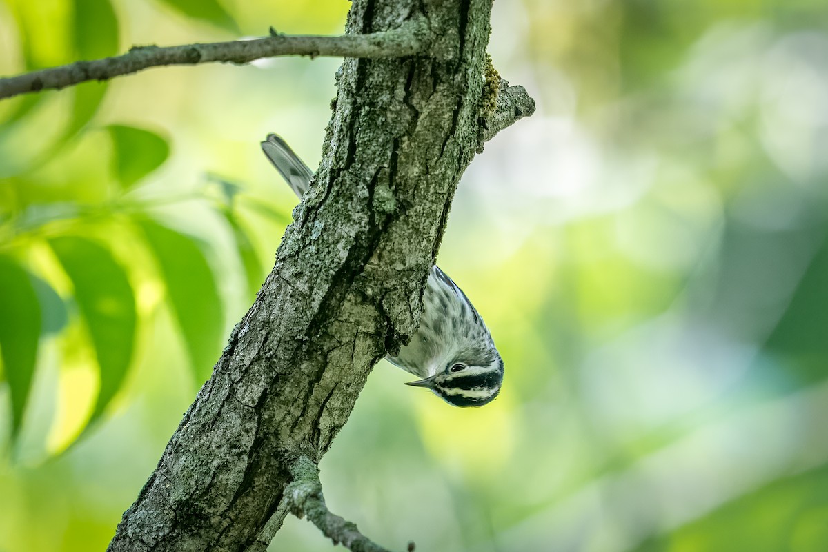Black-and-white Warbler - ML618311843