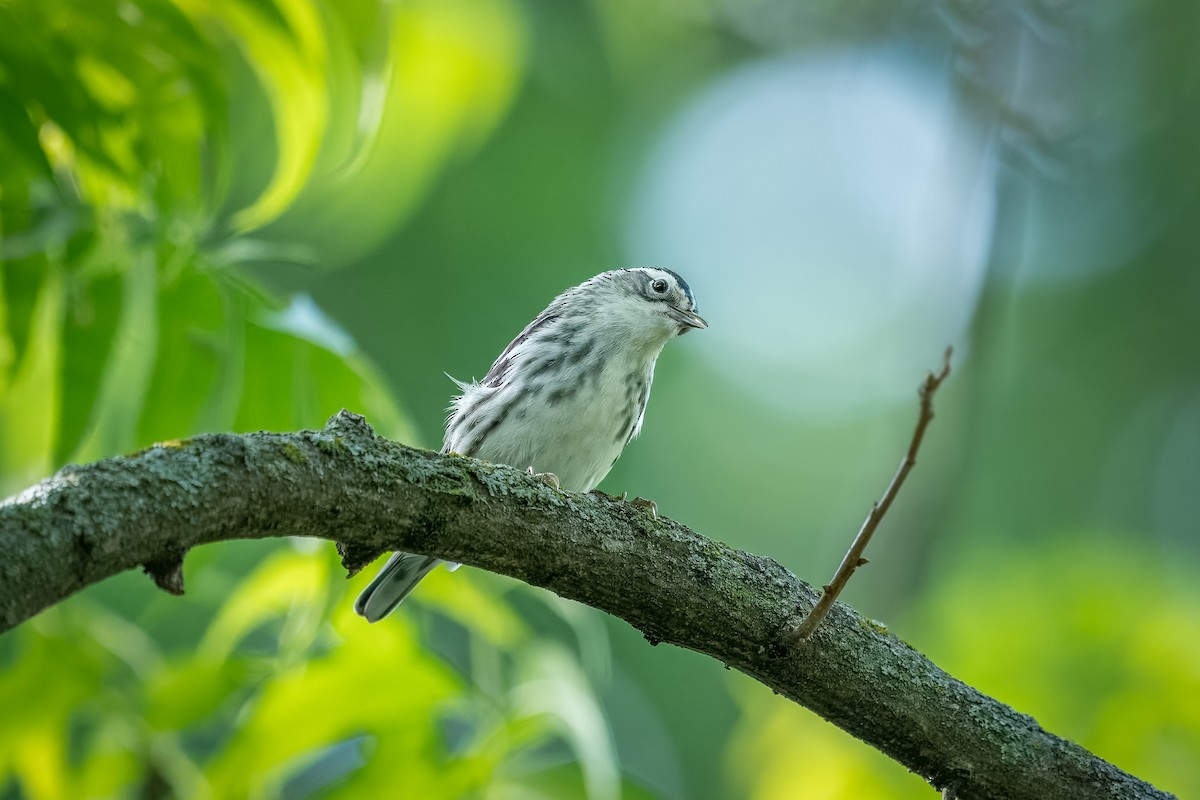 Black-and-white Warbler - ML618311844